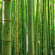 Bamboo growing in forest